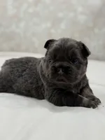 Roulette, a male French Bulldog for sale in Kent, WA – Photo 1 of 4