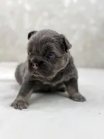 Roulette, a male French Bulldog for sale in Kent, WA – Photo 4 of 4