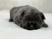 Roulette, a male French Bulldog for sale in Kent, WA – Photo 3 of 4