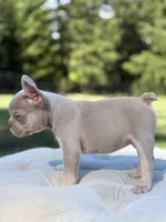 Ocean, a male French Bulldog for sale in Kent, WA – 4 of 6