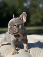 Waves, a female French Bulldog for sale in Kent, WA – 3 of 7