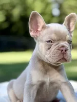 Ocean, a male French Bulldog for sale in Kent, WA – 3 of 6
