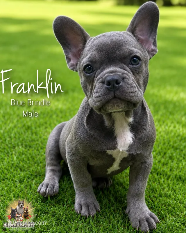 Franklin – French Bulldog puppy for sale in Kent, WA