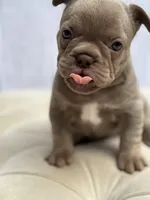 Autumn, a female French Bulldog for sale in Kent, WA – 5 of 6