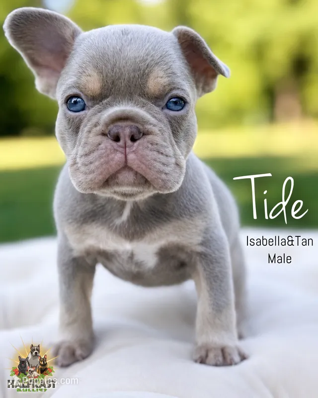 Tide – French Bulldog puppy for sale in Kent, WA