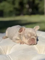 Shells , a female French Bulldog for sale in Kent, WA – 3 of 5