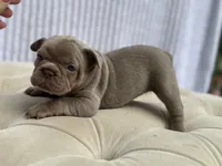 Autumn, a female French Bulldog for sale in Kent, WA – 3 of 6
