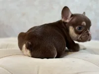 Cecil, a male French Bulldog for sale in Kent, WA – Photo 2 of 4