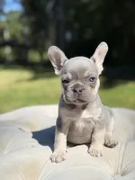 Coral, a female French Bulldog for sale in Kent, WA – 2 of 5