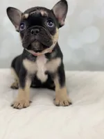 Foxy, a female French Bulldog for sale in Kent, WA – Photo 8 of 8