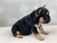 Foxy, a female French Bulldog for sale in Kent, WA – Photo 6 of 8