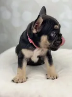 Foxy, a female French Bulldog for sale in Kent, WA – Photo 3 of 8