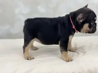 Foxy, a female French Bulldog for sale in Kent, WA – Photo 2 of 8