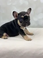 Foxy, a female French Bulldog for sale in Kent, WA – Photo 5 of 8