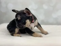 Foxy, a female French Bulldog for sale in Kent, WA – Photo 4 of 8