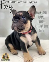 Foxy, a female French Bulldog for sale in Kent, WA – Photo 1 of 8