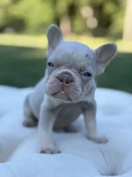 Surf, a male French Bulldog for sale in Kent, WA – 3 of 3