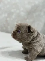 Jackpot , a male French Bulldog for sale in Kent, WA – Photo 4 of 7