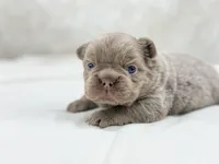 Jackpot , a male French Bulldog for sale in Kent, WA – Photo 5 of 7