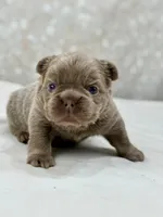 Jackpot , a male French Bulldog for sale in Kent, WA – Photo 3 of 7