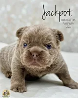 Jackpot , a male French Bulldog for sale in Kent, WA – Photo 1 of 7
