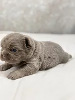 Jackpot , a male French Bulldog for sale in Kent, WA – Photo 6 of 7