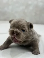 Jackpot , a male French Bulldog for sale in Kent, WA – Photo 2 of 7