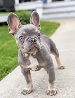 Waves , a female French Bulldog for sale in Kent, WA – 2 of 5