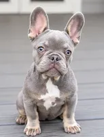 Waves , a female French Bulldog for sale in Kent, WA – 3 of 4