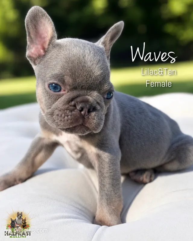 Waves – French Bulldog puppy for sale in Kent, WA