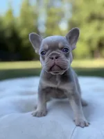 Sand, a female French Bulldog for sale in Kent, WA – 4 of 4