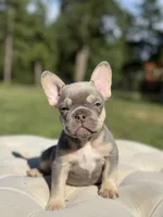 breeze, a female French Bulldog for sale in Kent, WA – 3 of 6