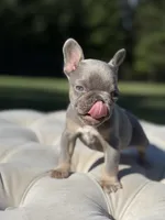 Waves, a female French Bulldog for sale in Kent, WA – 5 of 7