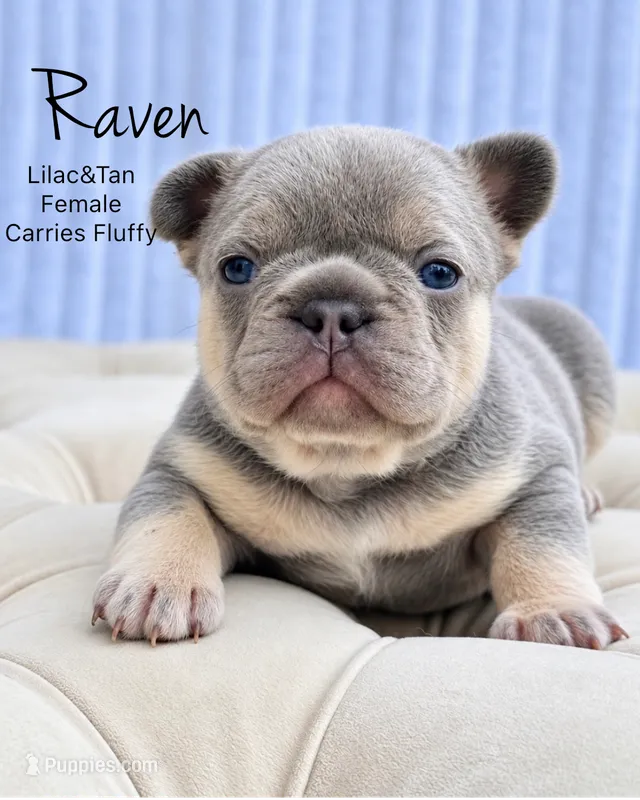 Raven – French Bulldog puppy for sale in Kent, WA
