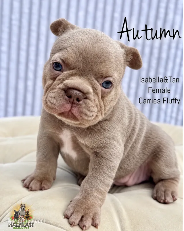 Autumn – French Bulldog puppy for sale in Kent, WA