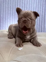 Hazel, a female French Bulldog for sale in Kent, WA – 2 of 3