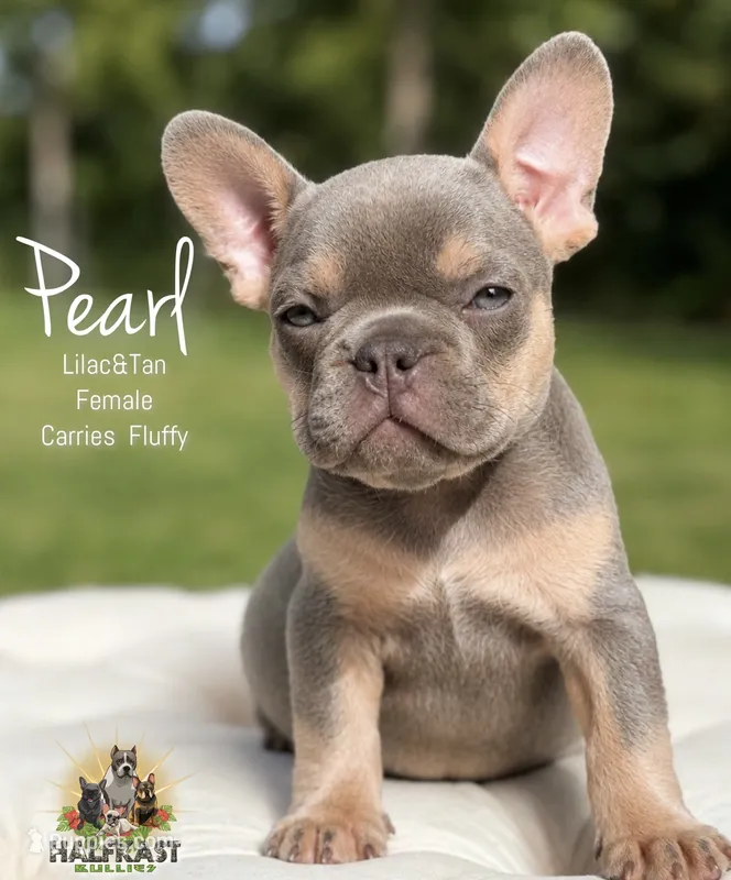Pearl – French Bulldog puppy for sale in Kent, WA