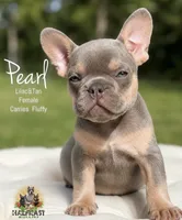 Pearl, a female French Bulldog for sale in Kent, WA – 1 of 7