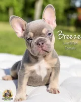 breeze, a female French Bulldog for sale in Kent, WA – 1 of 6