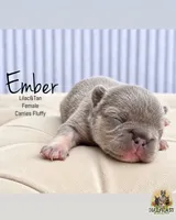 Ember, a female French Bulldog for sale in Kent, WA – 1 of 1