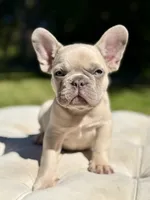 Ray, a male French Bulldog for sale in Kent, WA – 8 of 8