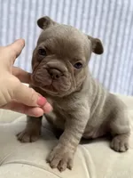 Autumn, a female French Bulldog for sale in Kent, WA – 4 of 6