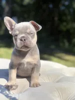 Kia, a male French Bulldog for sale in Kent, WA – 2 of 4