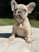Ray, a male French Bulldog for sale in Kent, WA – 4 of 8