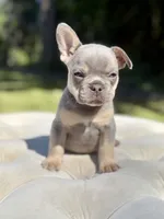 Kia, a male French Bulldog for sale in Kent, WA – 4 of 4