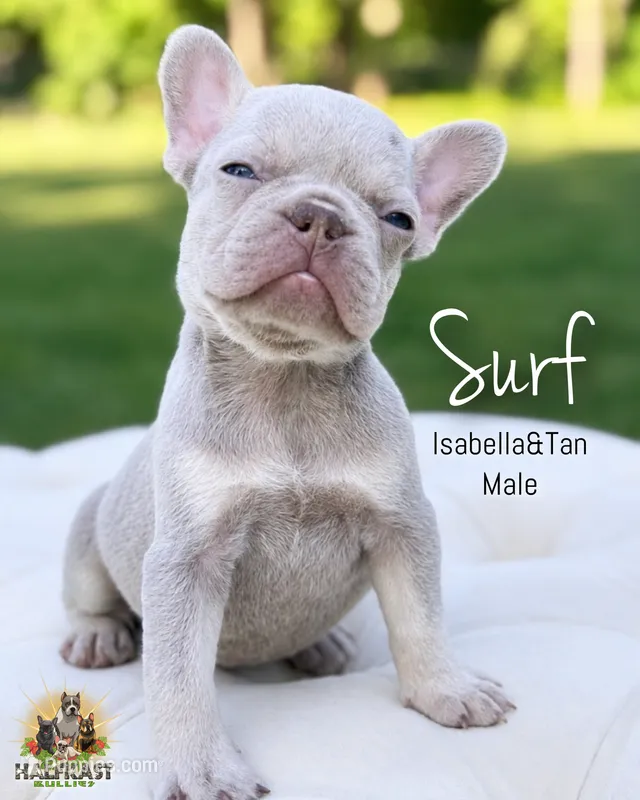 Surf – French Bulldog puppy for sale in Kent, WA