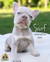 Surf, a male French Bulldog for sale in Kent, WA – 1 of 3