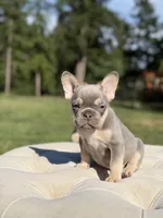 breeze, a female French Bulldog for sale in Kent, WA – 2 of 6