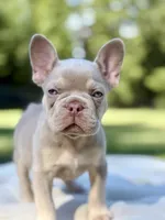Ocean, a male French Bulldog for sale in Kent, WA – 6 of 6