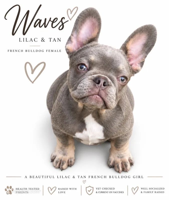 Waves – French Bulldog puppy for sale in Kent, WA